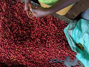 :Les femmes de Kericho AB Espresso 7