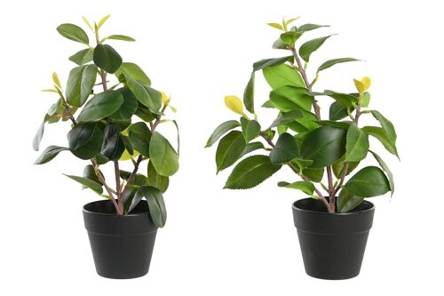 Planta Pe Pp 21X18X30 Camelia/Ficus 2 Surt. JA199470