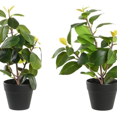 PLANTE PE PP 21X18X30 CAMELLIA/FICUS 2 ASSORTIS. JA199470