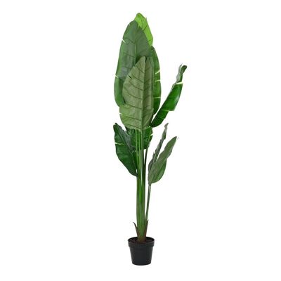 PLANTE PE 60X60X180 ARBRE VOYAGEUR VERT JA194218