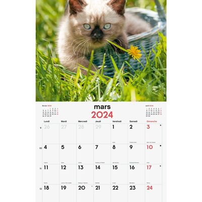 Finocam – Calendrier Images Mural 30x30 pour Noter 2024 Janvier 2024 - Décembre 2024 (12 mois) Chatons Français