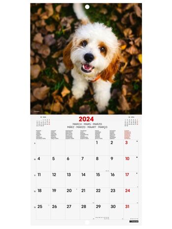 Finocam - Calendrier Images Mural 2024 Janvier 2024 - Décembre 2024 (12 mois) Dogs International 6
