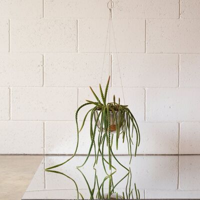 CLIFTON hanging plant pot SMALL