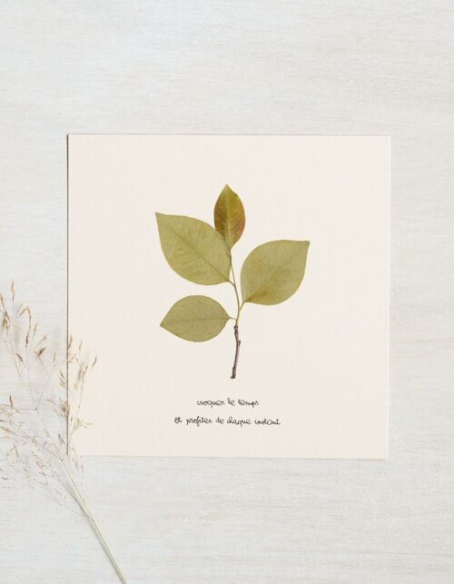 Herbier poétique Merisier • 23fleurs x Narrature • Carte 15 x15 cm