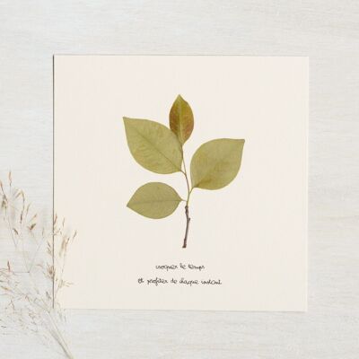 Poetic Herbarium Cherry • 23flowers x Narrature • Card 15 x 15 cm