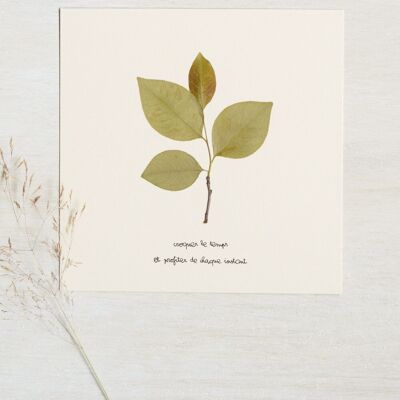Herbier poétique Merisier • 23fleurs x Narrature • Carte 15 x15 cm