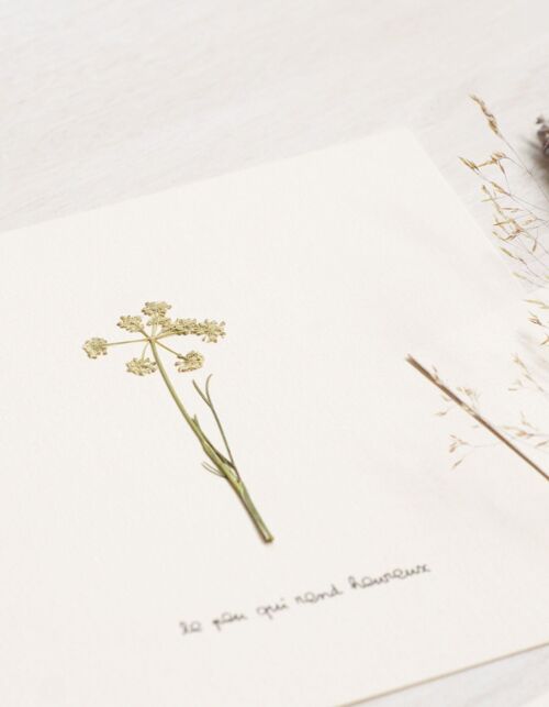 Herbier poétique Cerfeuil • 23fleurs x Narrature • Carte 15×15 cm