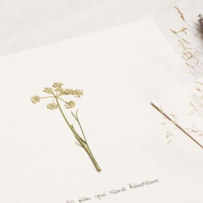 Herbier poétique Cerfeuil • 23fleurs x Narrature • Carte 15×15 cm