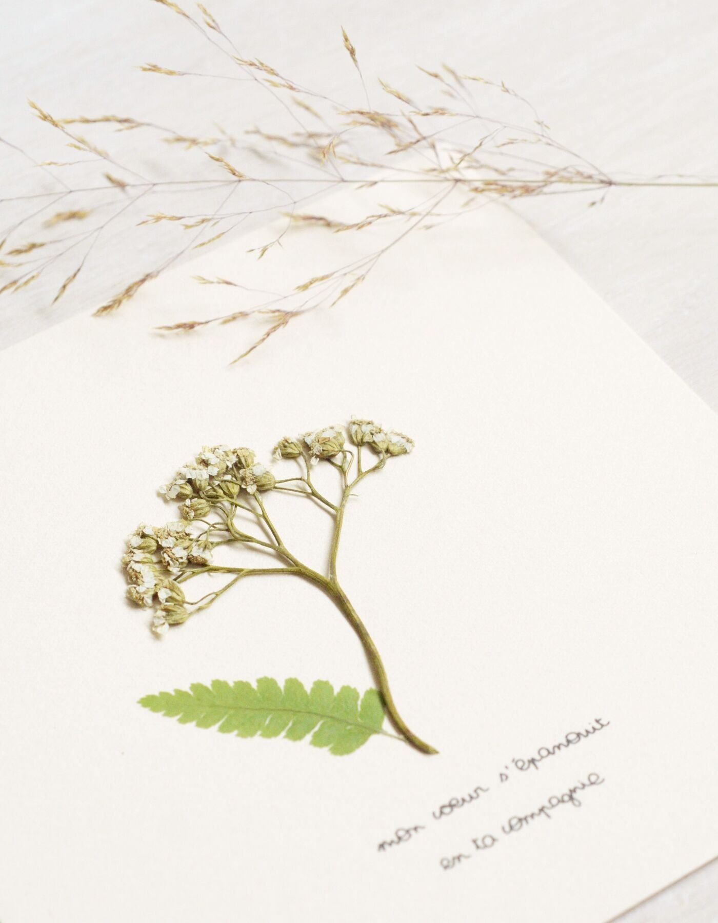 Erbario poetico Achillea • 23fiori x Narratura • Mappa 15×15 cm - interi floreali