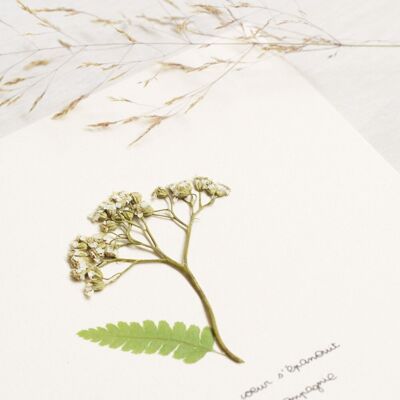 Poetisches Herbarium Schafgarbe • 23 Blumen x Erzählung • Karte 15×15 cm