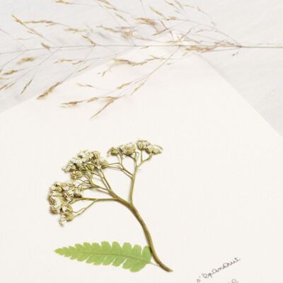 Herbier poétique Achillée • 23fleurs x Narrature • Carte 15×15 cm