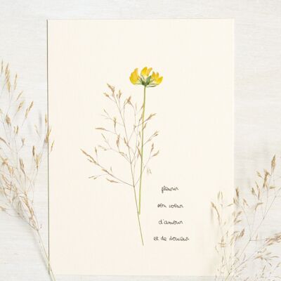 Poetic Herbarium Trefoil • 23flowers x Narrature • Card 13×18 cm