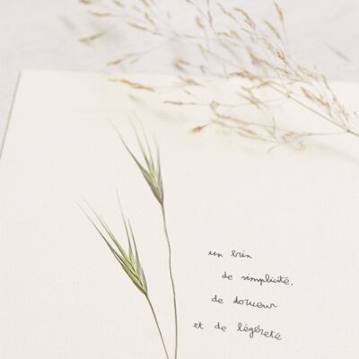 Poetisches Herbarium Folle-avoine • 23 Blumen x Erzählung • Karte 13×18 cm