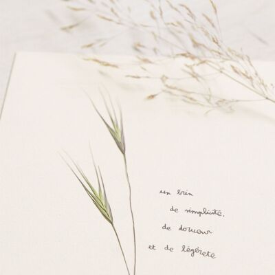 Herbier poétique Folle-avoine • 23fleurs x Narrature • Carte 13×18 cm