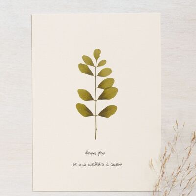 Acacia Poetic Herbarium • 23flowers x Narrature • Card 13×18 cm