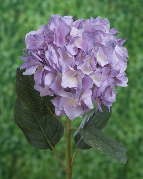Lavender Hydrangea