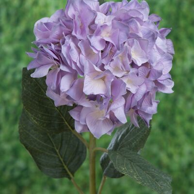 Lavendelhortensie