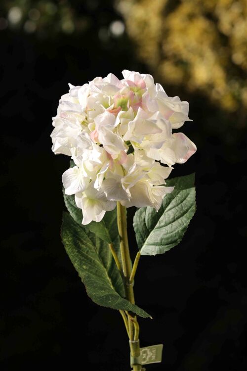 White tipped pink & green Hydrangea