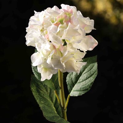 Hortensia rose et vert à bout blanc