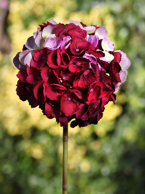 Deep red short stem  Hydrangea