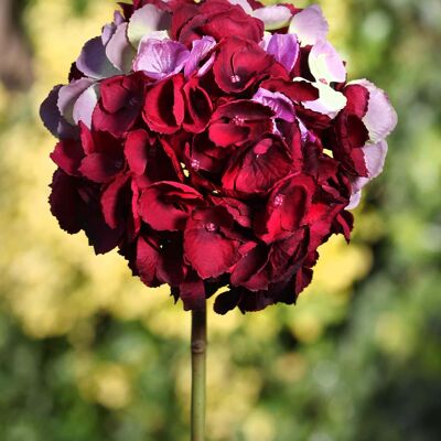 Deep red short stem  Hydrangea