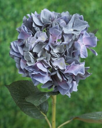 Hortensia bleu foncé à tige courte