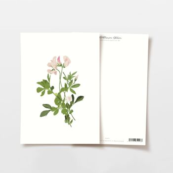 Carte postale Bouquet de trèfle sauvage rose avec coeur, certifié FSC 1