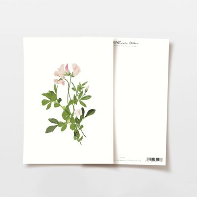 Postkarte Rosa Wildklee Blumenstrauß mit Herz, FSC zertifiziert