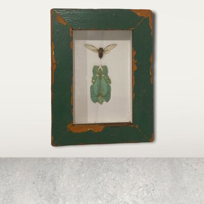 Insecte feuille/ Phylliidae - cadre en bois (110.1)