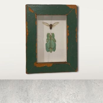 Insecte feuille/ Phylliidae - cadre en bois (110.1) 1