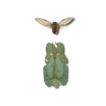 Insecte feuille/ Phylliidae - cadre en bois (110.1) 2