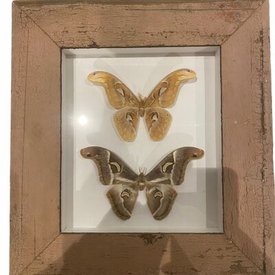 Large Butterflies in Natural Frame