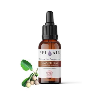 Calophylle - Bio Cosmos Ölmazerat - 50 ml - Einheit