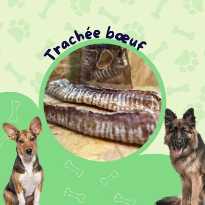 Trachée Bœuf 30cm (sachet 1kg) / Friandise chien