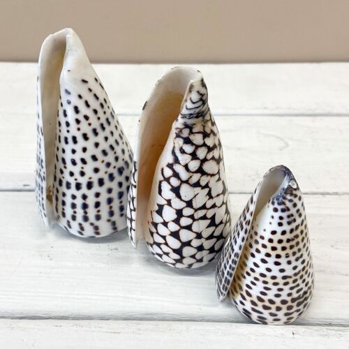 Shell Cone; Set of 3 Pieces