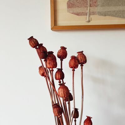 Papaver Red Dried Flowers