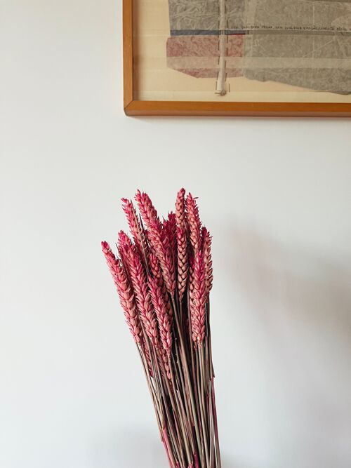 Wheat Pink Dried Flowers