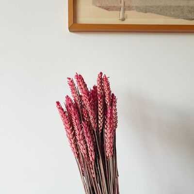 Wheat Pink Dried Flowers