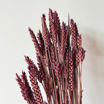 Fiori secchi di grano viola