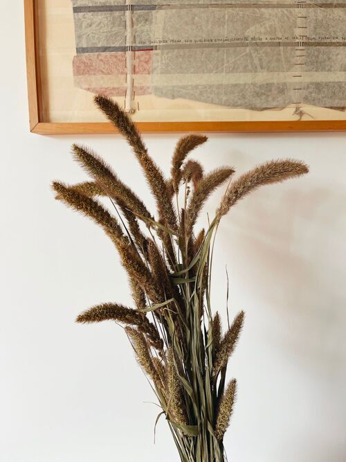 Setaria Natural Dried Flowers