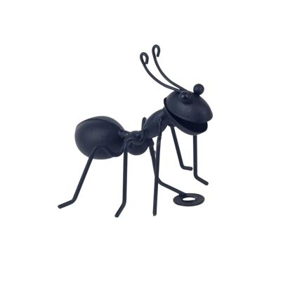 fourmi noire