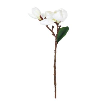 fleur de magnolia 1