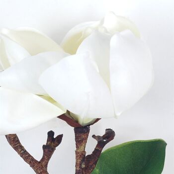 fleur de magnolia 2