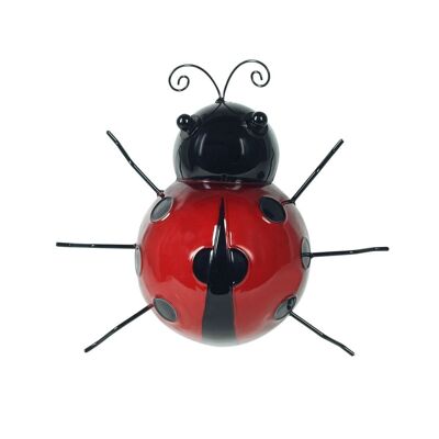 coccinella