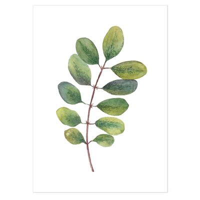 Acacia Watercolour Leaf Art Print 50x70cm