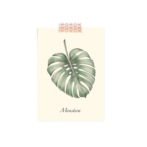 Carte postale simple Monstera