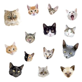 Tatouage CAT PARADE (Pack de 2) 2