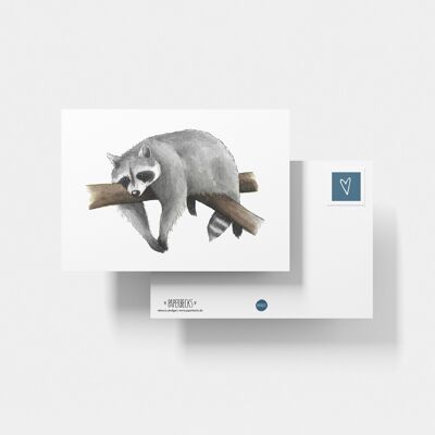 Postcard raccoon