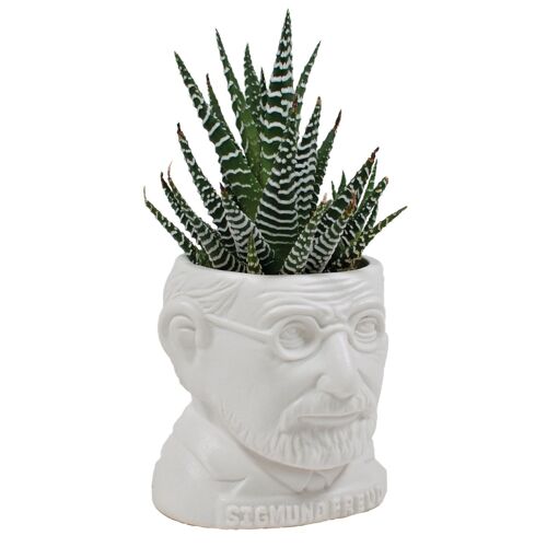 Freud Blumentopf