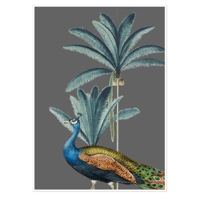 Tropical Jungle Peacock Grey Art Print 50x70cm